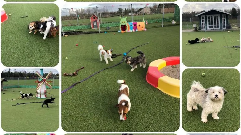Dierenverzorger